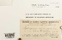 Sphagnum squarrosum image