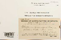 Sphagnum squarrosum image