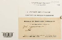 Sphagnum squarrosum image