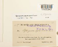 Sphagnum squarrosum image