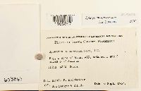 Sphagnum squarrosum image