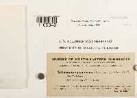 Sphagnum squarrosum image