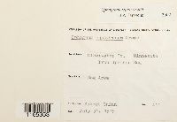 Sphagnum squarrosum image