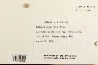 Sphagnum squarrosum image