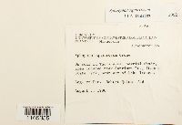 Sphagnum squarrosum image