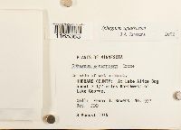 Sphagnum squarrosum image