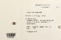 Sphagnum squarrosum image