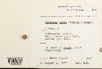 Sphagnum squarrosum image