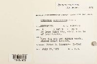 Sphagnum squarrosum image