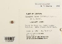 Sphagnum squarrosum image