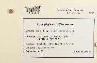 Sphagnum subsecundum image