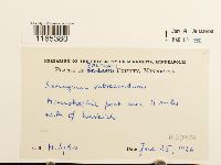 Sphagnum subsecundum image