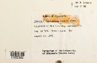 Sphagnum subsecundum image