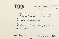 Sphagnum subsecundum image