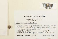 Sphagnum subsecundum image