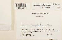 Sphagnum subsecundum image