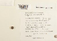 Sphagnum subsecundum image