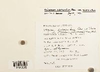 Sphagnum subsecundum image