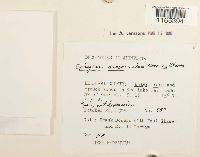 Sphagnum subsecundum image