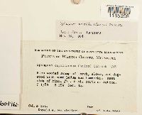 Media resource of Sphagnum subtile