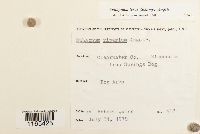 Sphagnum teres image