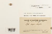 Sphagnum teres image