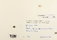 Sphagnum teres image