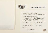 Sphagnum teres image