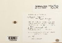 Sphagnum teres image