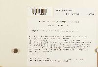 Sphagnum teres image