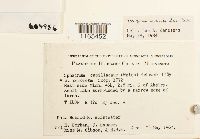 Sphagnum warnstorfii image