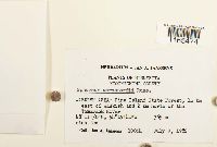 Sphagnum warnstorfii image