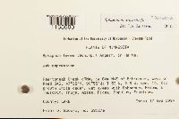 Sphagnum warnstorfii image