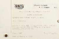 Sphagnum warnstorfii image