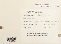 Sphagnum warnstorfii image