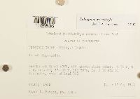 Sphagnum warnstorfii image