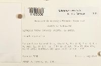 Sphagnum warnstorfii image