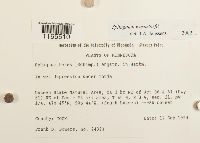 Sphagnum warnstorfii image