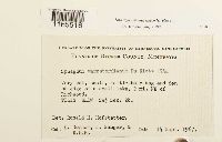 Sphagnum warnstorfii image