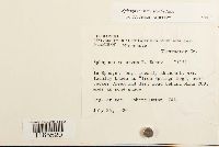 Sphagnum warnstorfii image