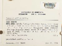 Sphagnum wulfianum image