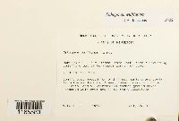 Sphagnum wulfianum image