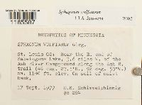 Sphagnum wulfianum image