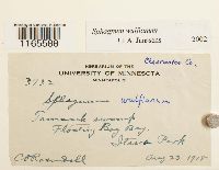 Sphagnum wulfianum image