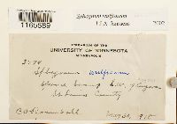 Sphagnum wulfianum image