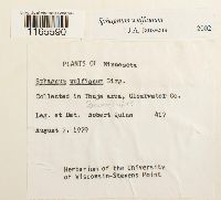 Sphagnum wulfianum image