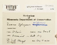 Sphagnum wulfianum image