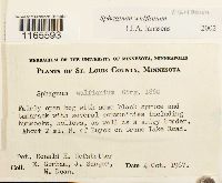 Sphagnum wulfianum image