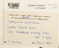 Sphagnum wulfianum image