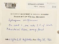 Sphagnum wulfianum image